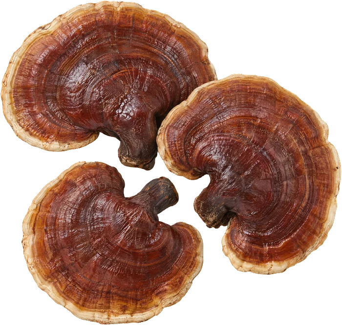 Reishi, červenohnědé lesklé plodnice.